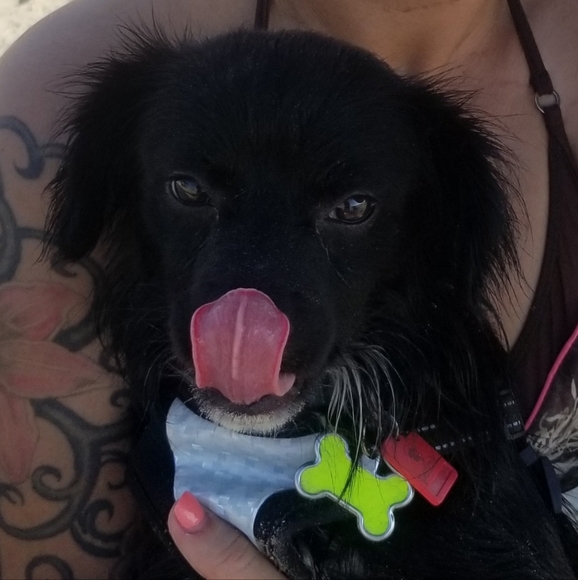 🐾Signed LT Toby Sticker🐾 - Picture 13 of 13